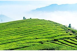 2018普洱茶行業的新亮點：附中國茶葉流通協會數據